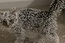 养猫劝退手册，调皮捣蛋的猫咪能让你血压飙升，哈哈哈笑死我了