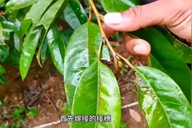 榴莲这样嫁接种植，三年内开花结果