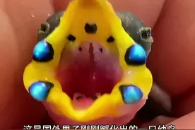 国外男子，孵化出了一只奇怪小鸟！#神奇动物在抖音#动物世界#视频封面