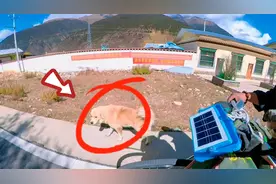 西藏骑行途中，遇见一只黏人的流浪狗，跟着车跑了25公里视频封面