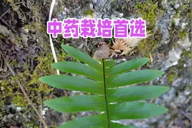 珍稀中药材推荐：骨碎补市场前景广阔，打算种植中药材的可参考！视频封面