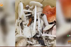 食用野蘑菇中毒 多名患者仍在抢救视频封面