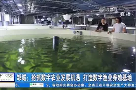 邹城：抢抓数字农业发展机遇，成江北最大淡水鲈鱼工厂化养殖基地视频封面