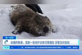 新疆阿勒泰 国家一级保护动物河狸遇险 民警及时救助视频封面