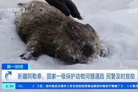 新疆阿勒泰 国家一级保护动物河狸遇险 民警及时救助视频封面