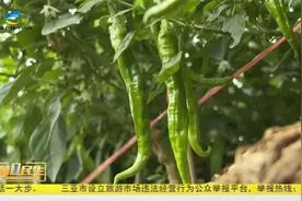 湖南辣椒三亚种 订单种植保收成视频封面