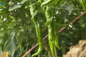 湖南辣椒三亚种 订单种植保收成视频封面