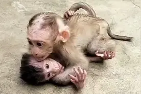 膏药猴奔向兄弟，二猴紧密相缠