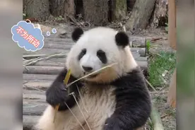 人气超火的6只大熊猫，你最爱哪一只？