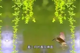 属鸡人三月份运势大揭秘视频封面