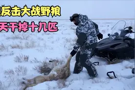 牧民牲畜为何尸横遍野，牧民骑雪地摩托反击，一天干掉十几匹野狼视频封面