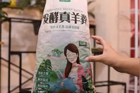 养花种菜用什么样的有机肥？园艺师教你，用发酵真羊粪，养花养土视频封面