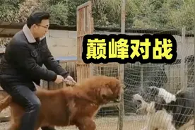 藏獒对战150斤中亚犬