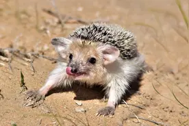 长耳刺猬：里海沙漠中的神秘猎手