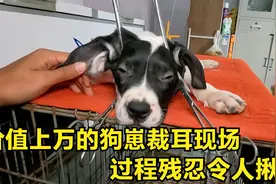 价值上万的狗崽裁耳现场，过程残忍令人揪心，让人心疼不已！