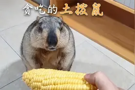 国外网友家里的土拨鼠，看到它喜欢吃的食物，走路顺拐还迈不开腿视频封面