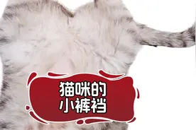人，你不能掏猫咪的小裤裆视频封面