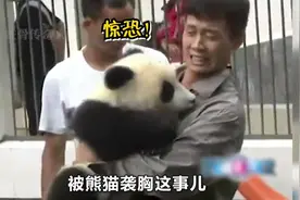 “热心市民”张译：被大熊猫袭胸二次发育，参加活动成红毯指挥员视频封面