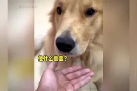 把伸到狗狗面前，狗：没想到吧！