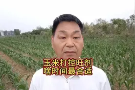 玉米打控旺剂，啥时候最合适视频封面