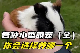 最受欢迎的小型萌宠（全），你会选择养哪一个视频封面