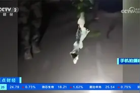 广东广州：家养大蛇满村乱窜 吓坏邻居视频封面