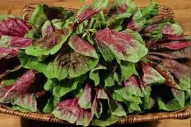 苋菜到底要不要焯水，大厨教你正确做法，鲜嫩美味，全家不够吃，