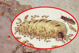 沦为“生育机器”的蚁后，一天产卵3万枚，最后却被子女吃掉