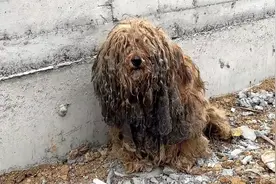 为了等待去世的主人，狗狗750天守在原地，变成流浪狗也不离不弃视频封面