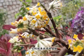 爱情树结香花，现在种很快就开花，满屋都飘香视频封面