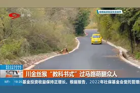 川金丝猴“教科书式”过马路萌翻众人视频封面