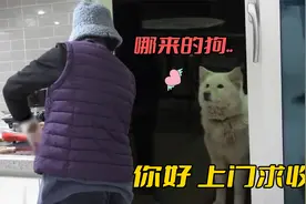 萨摩耶每天蹲点跟踪女主，倾尽套路撒娇卖萌，只为求对方收养视频封面