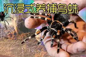 沉浸式养捕鸟蛛，把三只不同的蜘蛛养在一起，太好玩太有趣了