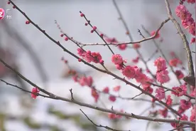 扬州：雪霁春梅俏 赏花正当时视频封面