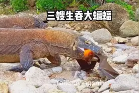 科莫多巨蜥生吞大蝙蝠！原来蝙蝠的叫声是这样的视频封面