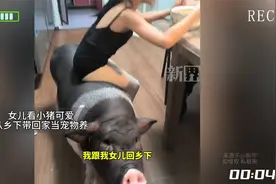 女儿看小猪可爱，从乡下带回家当宠物养，从巴掌大小养到了150斤