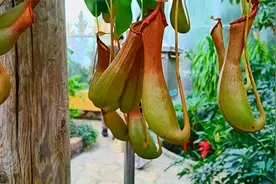 你知道国家植物园是什么吗？视频封面