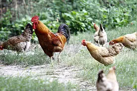 银川一幼儿园养鸡被投诉扰民，官方：已宰杀，不许养叫声大的动物视频封面