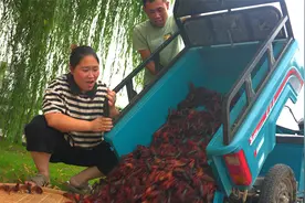 100斤龙虾一锅炖是啥体验？胖妹实现龙虾自由，小伙伴们吃过瘾了视频封面