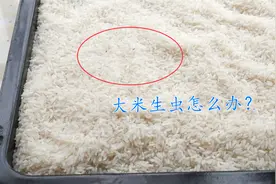 大米生虫不要晒，米店老板教我4个方法，轻松解决问题，太管用了视频封面