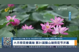 六月荷花香满湖！第31届微山湖荷花节开幕，将举办系列主题活动视频封面