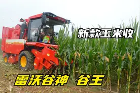 23款福田雷沃  谷王玉米收，同场演示作业，谁更胜一筹？