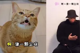 小猫咪携铲屎官接歌挑战《谢谢你的爱》+《秋天不回来》真好听~