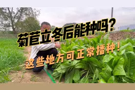 种高产牧草，菊苣能在冬季后种吗？会不会种下去冻死？答案来了！视频封面