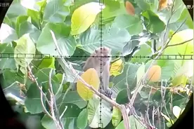 印尼农场果园受到猴子祸害，猎人气枪爆头猴子（转载）