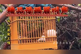 精品母画眉鸟叫声，原声原版，声音清晰，遛鸟必备！