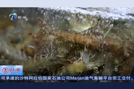 盐汪子虾上市 如何选购？