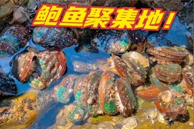 退潮后，礁石区的石缝中遗留了一窝窝的海鲜！好过瘾！收获满满！视频封面