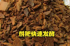 饼肥如何快速发酵？老农教你15天腐熟完成，不烧根且不臭