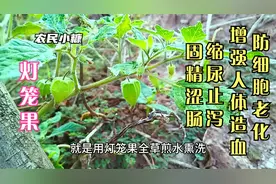 灯笼果，药食两用植物，适用于水肿黄疸等症状